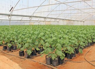 Trial and error, good relationships: key to veggie farmer’s success
