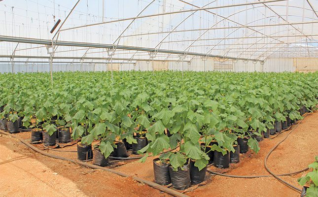 Trial and error, good relationships: key to veggie farmer’s success