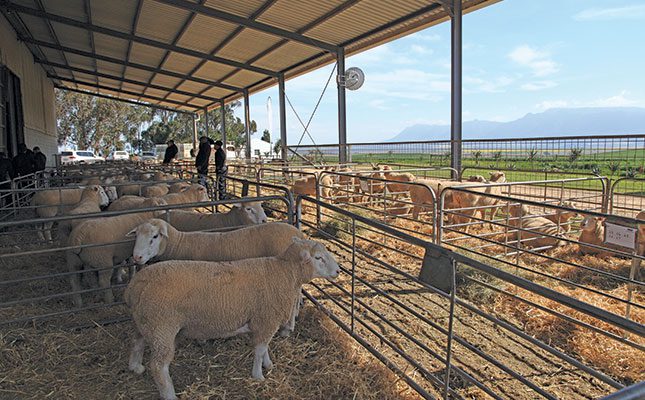 Van Rooy A Highly Economical Sheep Farming Option