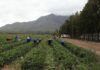 Cost-of-living crisis deepens pressure on households and agriculture