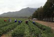 Cost-of-living crisis deepens pressure on households and agriculture