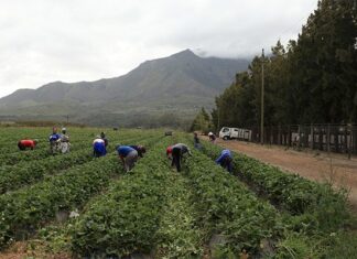 Cost-of-living crisis deepens pressure on households and agriculture