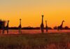 Pet-friendly family accommodation in the Waterberg