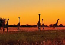 Pet-friendly family accommodation in the Waterberg