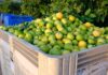 Fruit growers deliver in 2025, but logistics limit exports