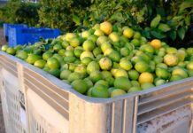 Fruit growers deliver in 2025, but logistics limit exports