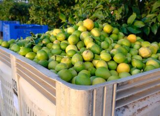 Fruit growers deliver in 2025, but logistics limit exports