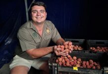 Flower to freight: an inside look at commercial litchi production