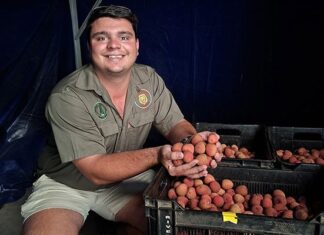 Flower to freight: an inside look at commercial litchi production