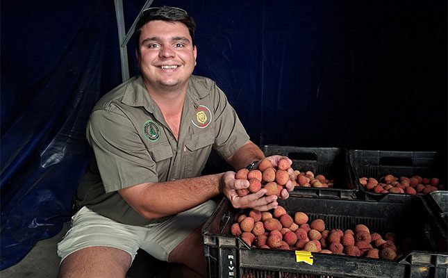 Flower to freight: an inside look at commercial litchi production