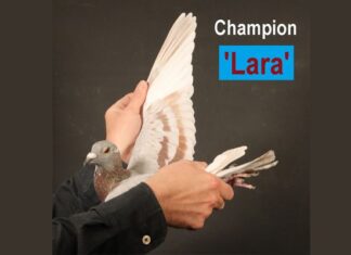 Pigeon Palace’s achievements in 2025