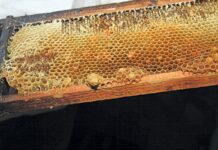 The sticky truth about ‘fake’ honey