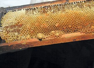 The sticky truth about ‘fake’ honey