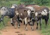Lessons learnt on the journey to build a Nguni stud from scratch