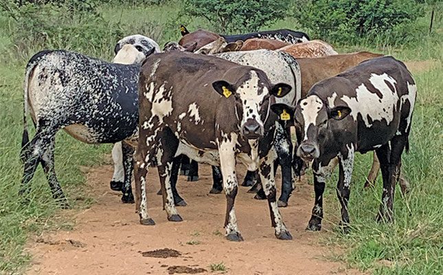 Lessons learnt on the journey to build a Nguni stud from scratch