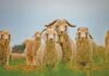 World-class mohair producer adds value with clean clip practices
