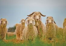 World-class mohair producer adds value with clean clip practices