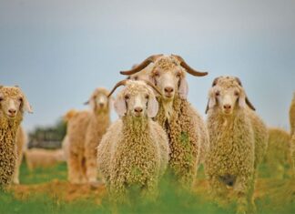 World-class mohair producer adds value with clean clip practices