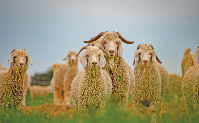 World-class mohair producer adds value with clean clip practices