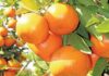 Agriculture sees Q3 growth, despite sector pressures