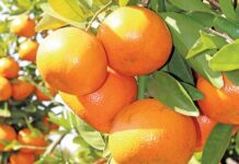 Agriculture sees Q3 growth, despite sector pressures