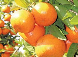 Agriculture sees Q3 growth, despite sector pressures