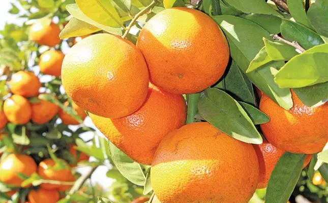 Agriculture sees Q3 growth, despite sector pressures