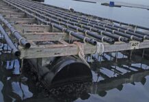 Unlocking the business of oysters