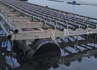 Unlocking the business of oysters