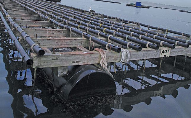 Unlocking the business of oysters