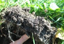 The collapse beneath our feet: why farmers must act now to save soils