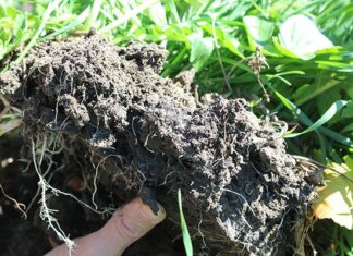 The collapse beneath our feet: why farmers must act now to save soils