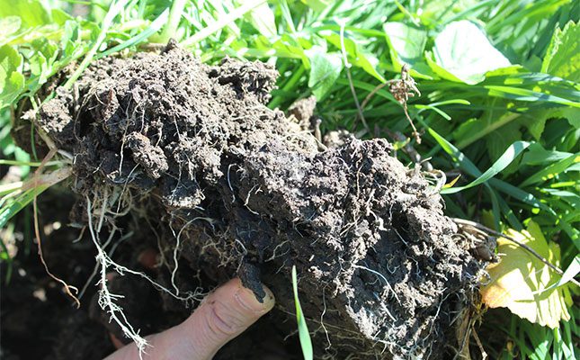 The collapse beneath our feet: why farmers must act now to save soils