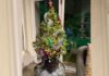 Christmas in summer: celebrating with South African plants Spekboom