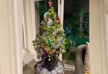 Christmas in summer: celebrating with South African plants Spekboom