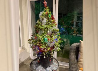 Christmas in summer: celebrating with South African plants Spekboom