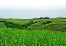 Sound advice from a fourth-generation sugar cane grower