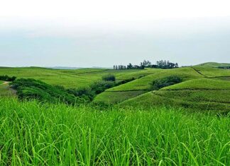 Sound advice from a fourth-generation sugar cane grower