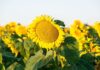 Sunflower industry cautious but optimistic for 2026