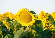 Sunflower industry cautious but optimistic for 2026