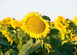 Sunflower industry cautious but optimistic for 2026