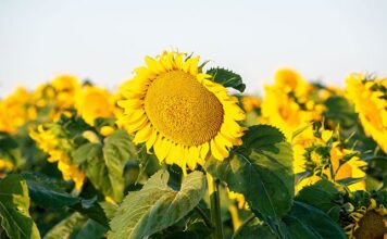 Sunflower Industry Cautious But Optimistic sunflower-industry-cautious-but-optimistic
