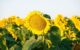 sunflower-industry-cautious-but-optimistic