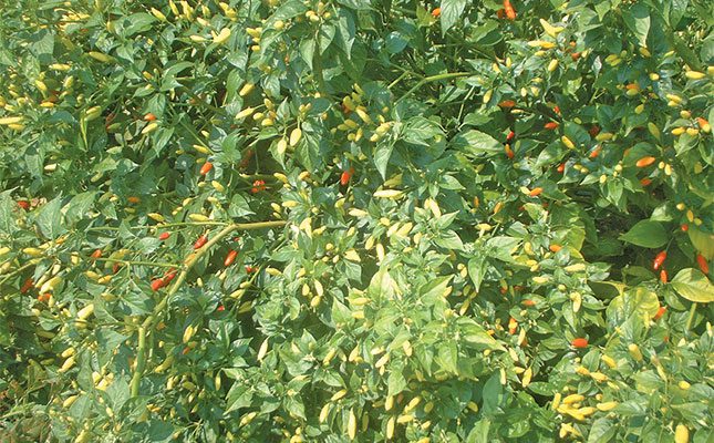 Good chillies for making a fiery hot sauce
