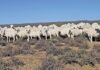 Van Rooy: a highly economical sheep farming option
