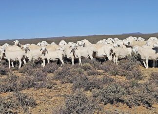 Van Rooy: a highly economical sheep farming option