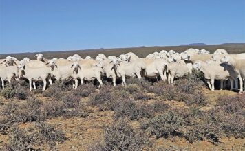 Van Rooy: a highly economical sheep farming option