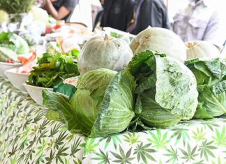 Botswana reinstates vegetable import ban from South Africa vegetables cabbages