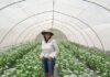 Growing greenery for the South African flower market