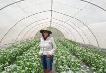 Growing greenery for the South African flower market